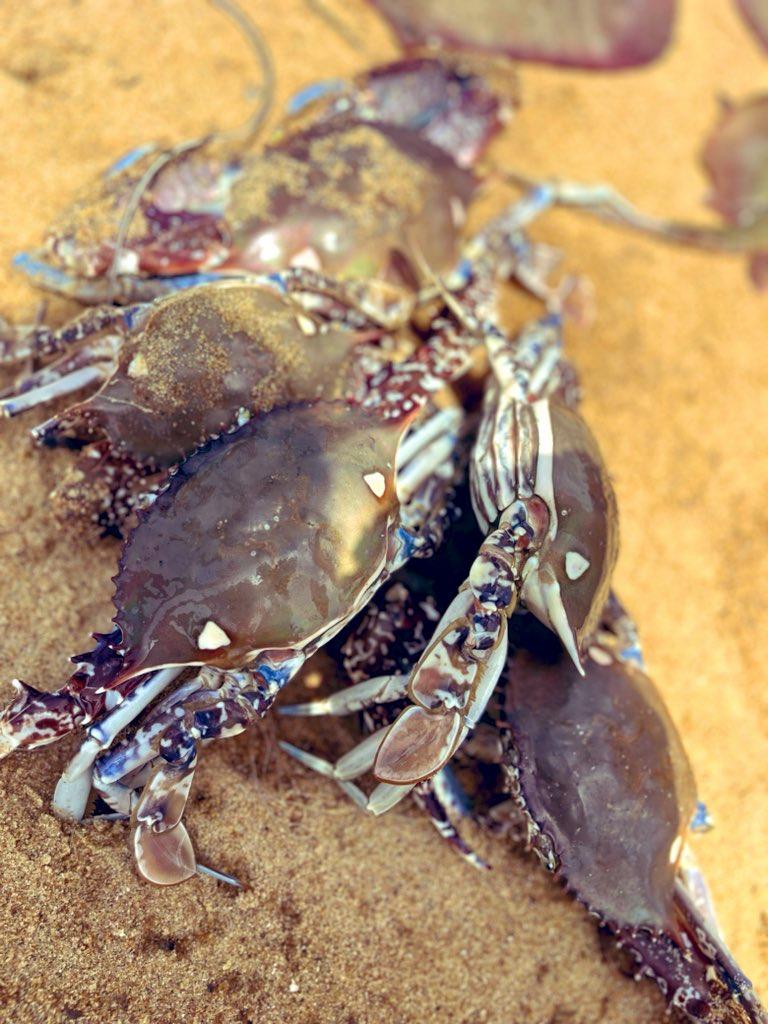Crabes sur la plage de Fresco