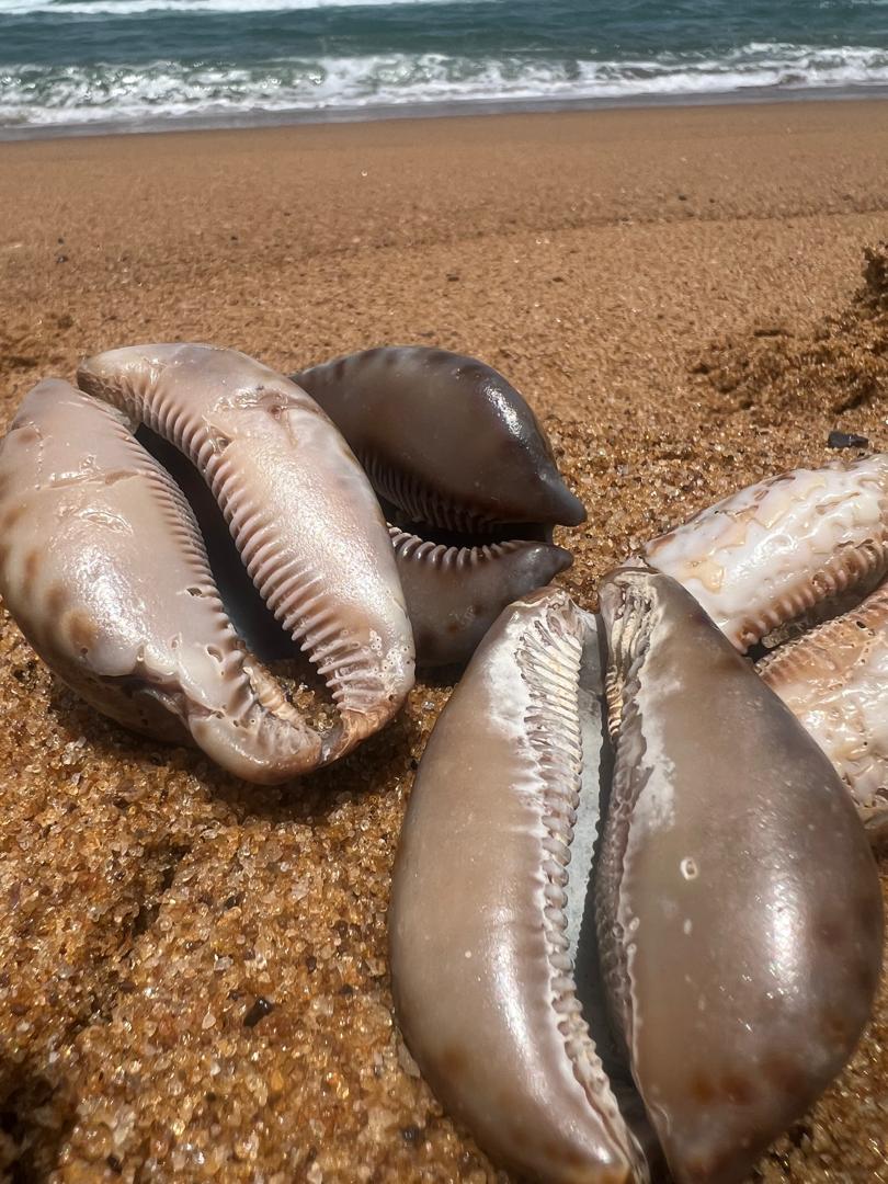 Cyprée sur la plage de Fresco