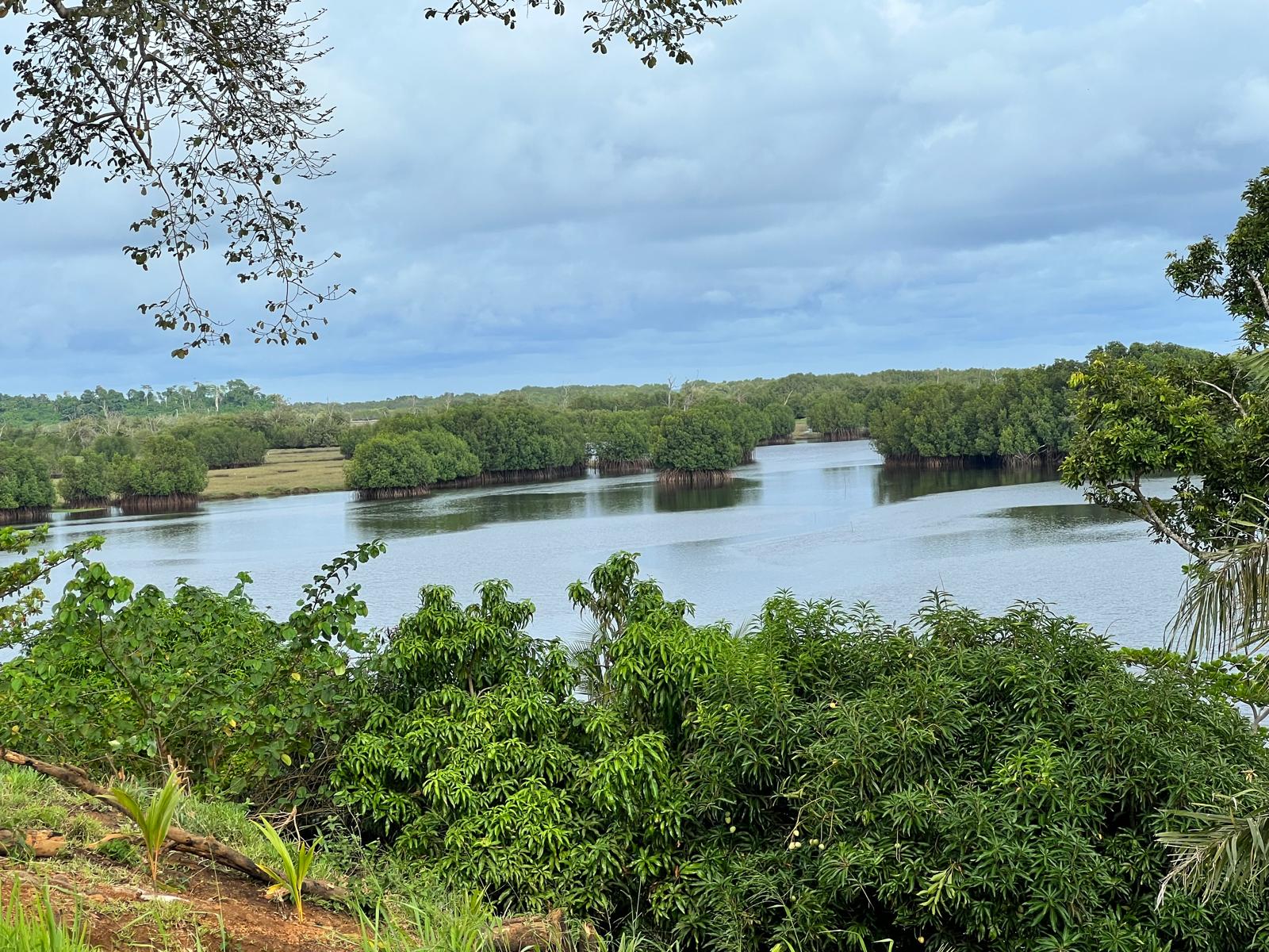 Mangrove de Fresco