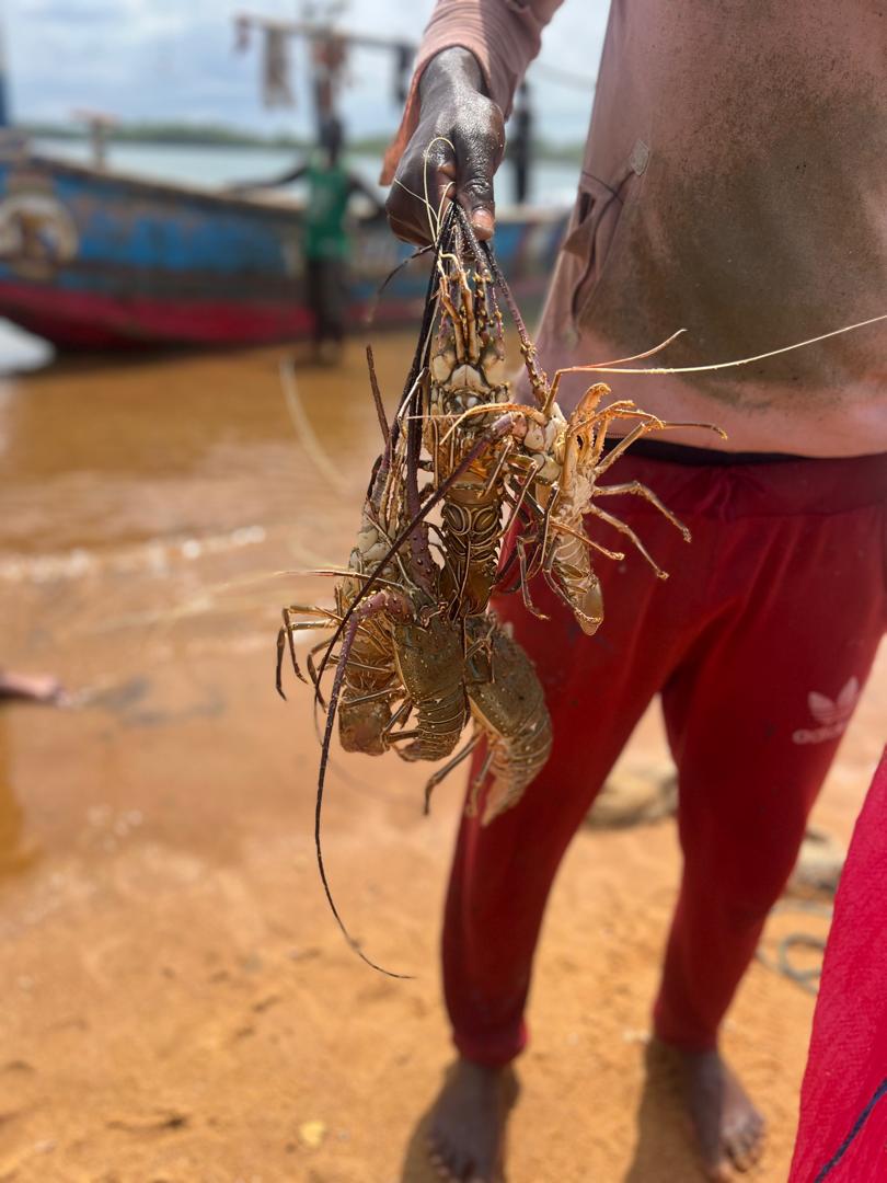 Activité de pêche aux écrevisses à Fresco